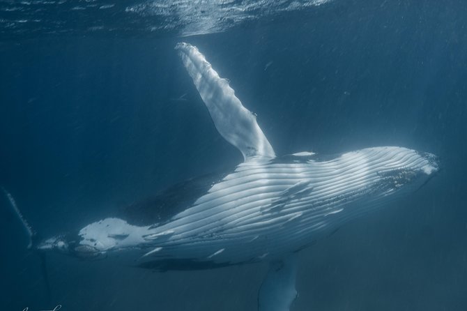 Marine Eco Safari - Swim with Manta Rays - Safety and comfort in the water: what to ask your crew