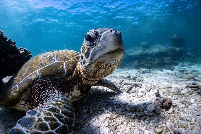 Marine Eco Safari - Swim with Manta Rays - Bills Bay snorkel: your first wildlife fix on coral gardens