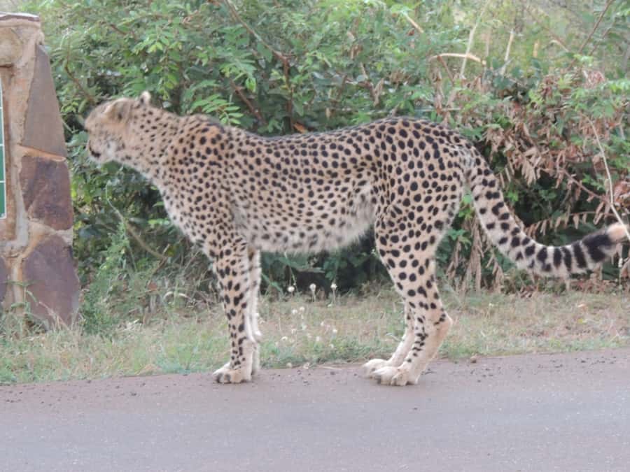 Marloth Park: Kruger National Park Safari Game Drives - Key things you’ll notice on this Kruger game drive