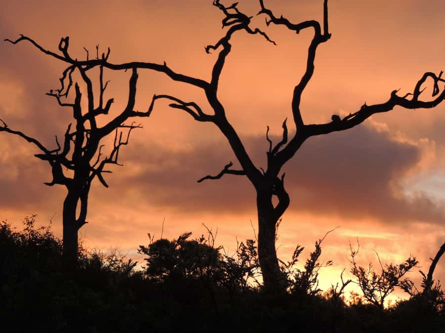 Marloth Park: Kruger National Park Safari Game Drives - Morning timing: 5:00 AM start, stacked sightings, then breakfast