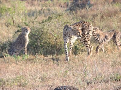 Marloth Park: Kruger National Park Safari Game Drives - The ride itself: open-vehicle comfort and what to pack