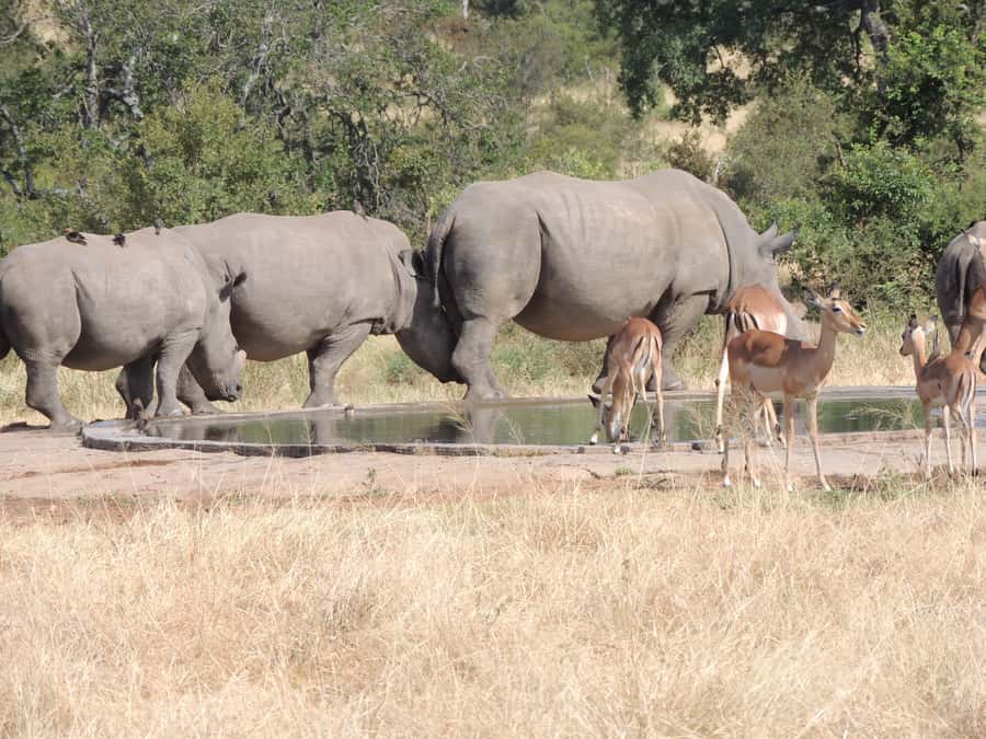Marloth Park: Kruger National Park Safari Game Drives - The guides: interpretation that turns spotting into understanding