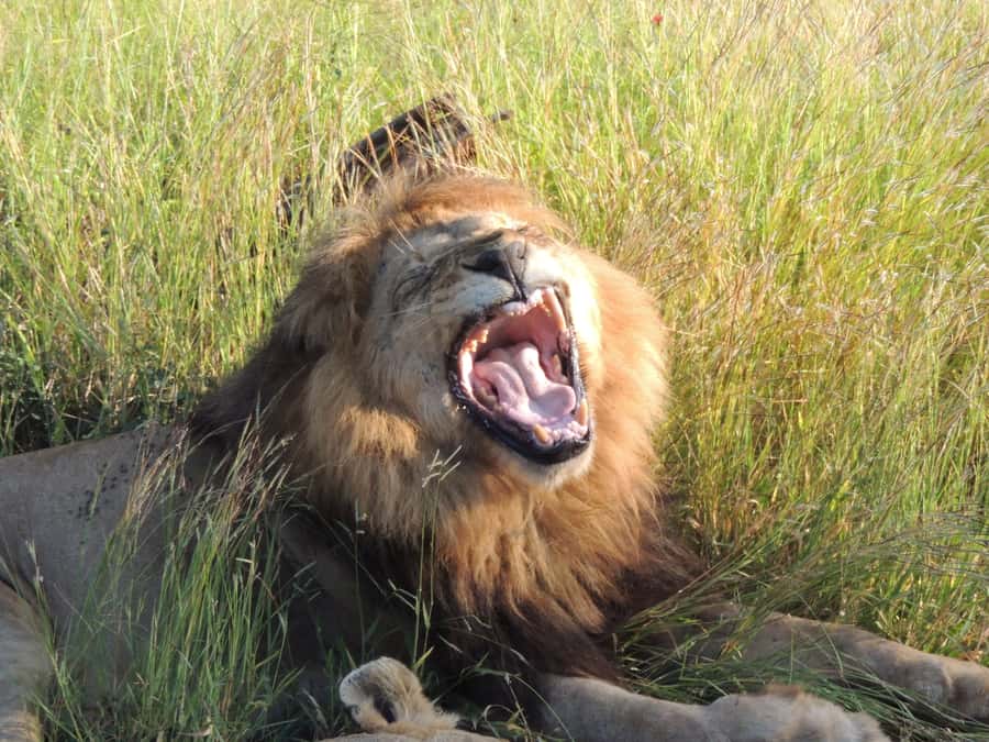 Marloth Park: Kruger National Park Safari Game Drives - When things don’t go perfectly: weather and comfort reality