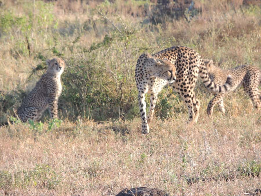 Marloth Park: Kruger National Park Safari Game Drives - The ride itself: open-vehicle comfort and what to pack