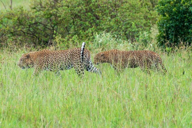 Masai Mara 3 Day Safari | Private 4WD Jeep Tour - Key points before you go