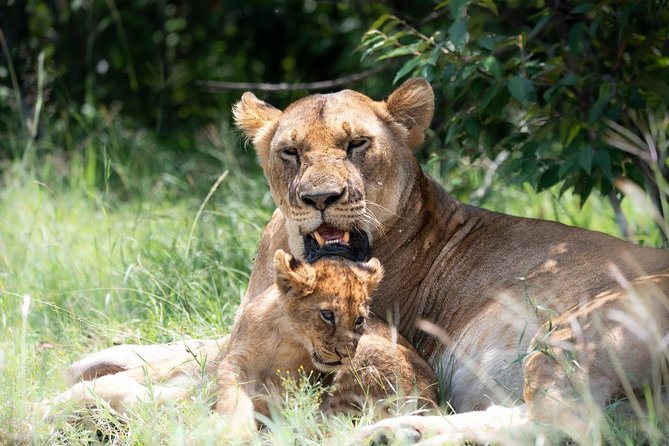 Masai Mara 3 Day Safari | Private 4WD Jeep Tour - Day 2 sunrise drives, acacia plains, and the Big Five checklist