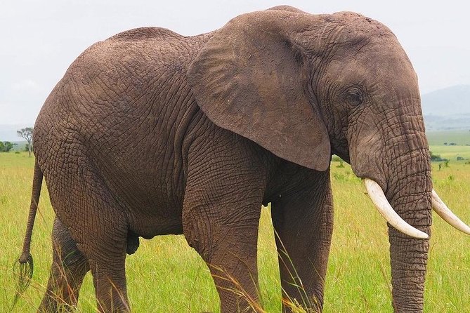 Masai Mara 3 Day Safari | Private 4WD Jeep Tour - What private 4WD really means for your safari day