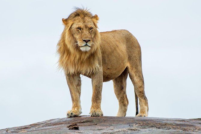 Masai Mara 3 Day Safari | Private 4WD Jeep Tour - Meals, tickets, and what you’ll still pay