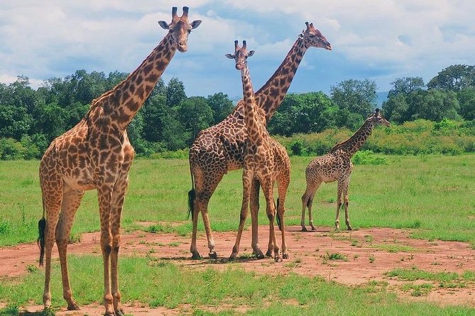 Masai Mara 3 Day Safari | Private 4WD Jeep Tour - Accommodations and the importance of the lodge fit