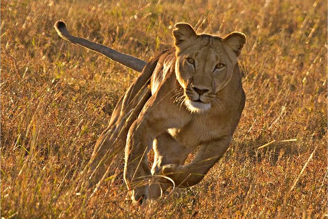 Masai Mara 3 Days Luxury Tented Safari - Key moments that make this tour worth your time