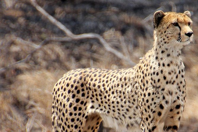 Masai Mara 3 Days Luxury Tented Safari - Price and value: where the $1,449 per person goes