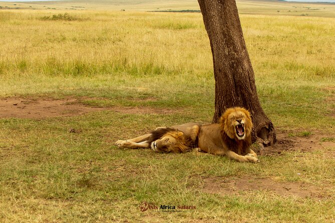 Masai Mara 3 Days Tour Safari Private 4WD Landcruiser - Late afternoon game drive until 6:30pm: why the first day feels special