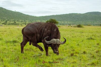 Masai Mara 3 Days Tour Safari Private 4WD Landcruiser - Day 1 arrival and Lenchada budget tented camp: what to expect at night