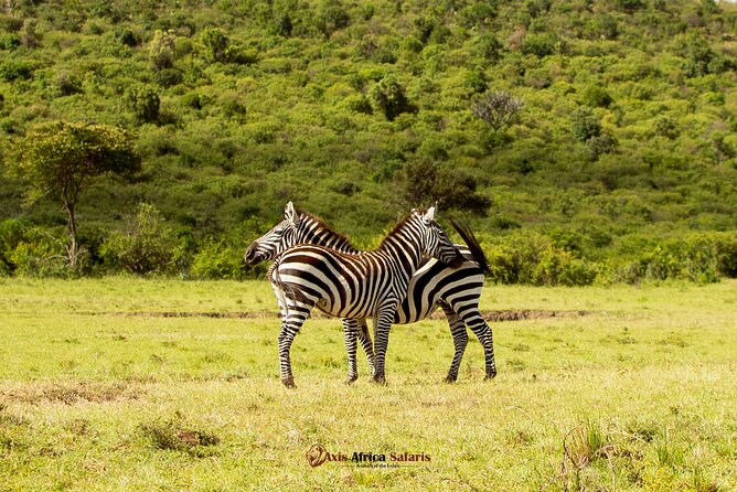 Masai Mara 3 Days Tour Safari Private 4WD Landcruiser - The private 4WD advantage: why the guides’ tracking matters so much