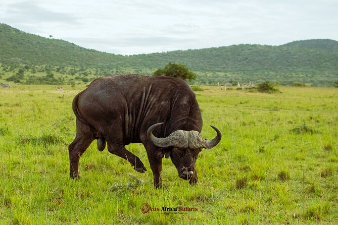 Masai Mara 3 Days Tour Safari Private 4WD Landcruiser - Day 1 arrival and Lenchada budget tented camp: what to expect at night
