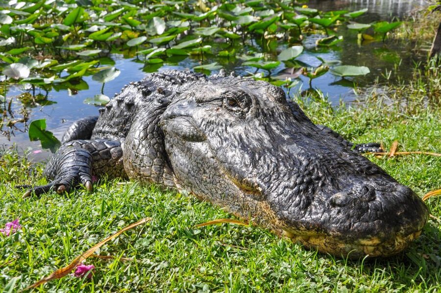 Miami: Everglades Safari Park Airboat Tour - The 40-Minute Airboat Ride: What It’s Like On the Water