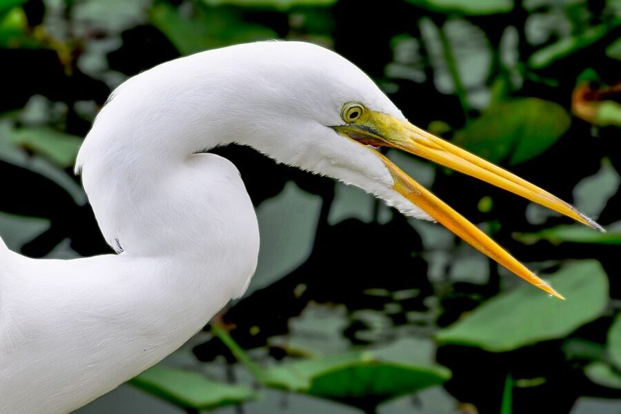 Miami: Everglades Safari Park Airboat Tour - Wildlife Nature Show and Animal Exhibits: The Learning Part That Lands