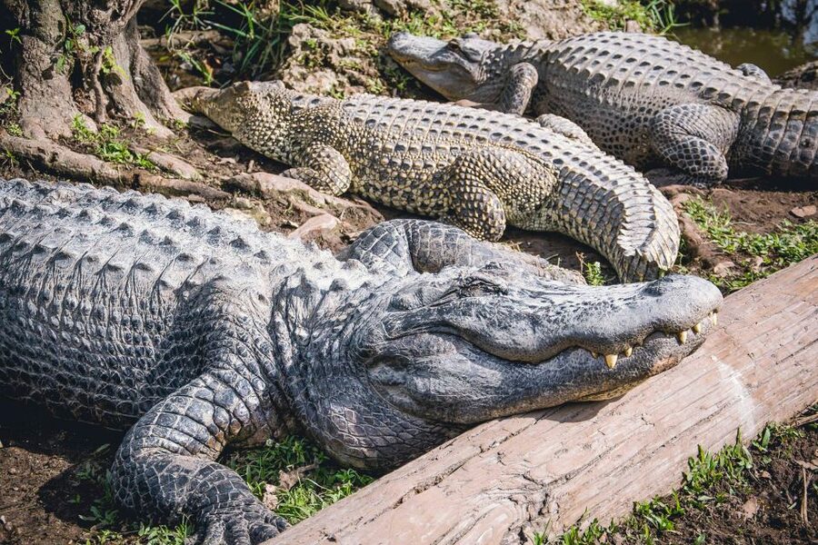 Miami: Everglades Safari Park Airboat Tour - Jungle Trail Boardwalk: A Real Walk After the Noise