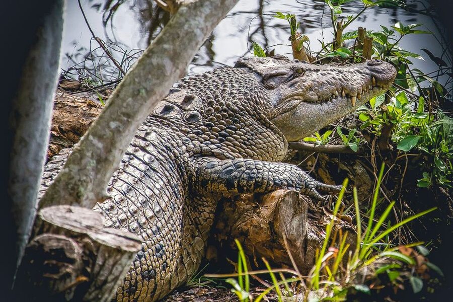 Miami: Everglades Safari Park Airboat Tour - What to Bring (and What to Leave Behind)