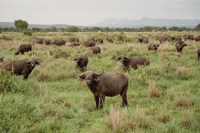 Mikumi Safari Tour: Day Trip Return Flight From Zanzibar - Mikumi National Park basics: Mkata Floodplain and what you can look for