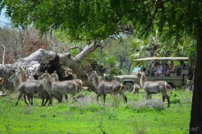 Mikumi Safari Tour: Day Trip Return Flight From Zanzibar - Small-group safari: the difference between crowded and focused