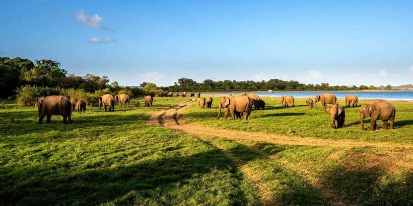 Minneriya: Minneriya National Park Private Safari - Key things I’d bet you’ll love