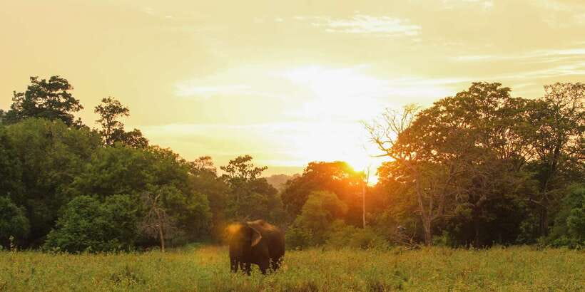 Minneriya: Minneriya National Park Private Safari - Who this private Minneriya safari suits best