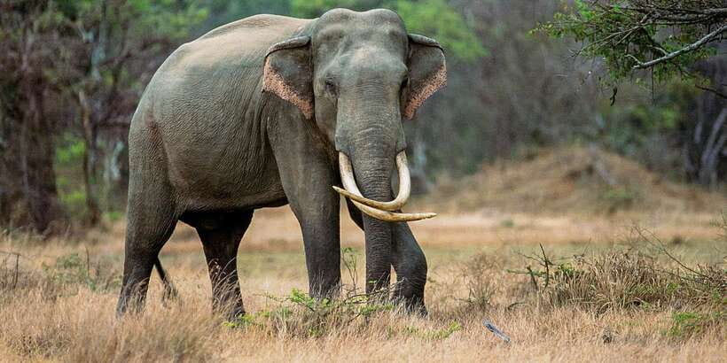 Minneriya: Minneriya National Park Private Safari - Why Minneriya is famous for giant elephant gatherings