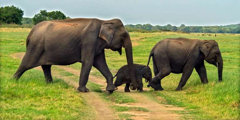 Minneriya: Minneriya National Park Private Safari - How the 3 hours typically plays out inside Minneriya