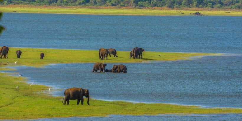 Minneriya: Minneriya National Park Private Safari - Beyond elephants: what else you should keep your eyes on