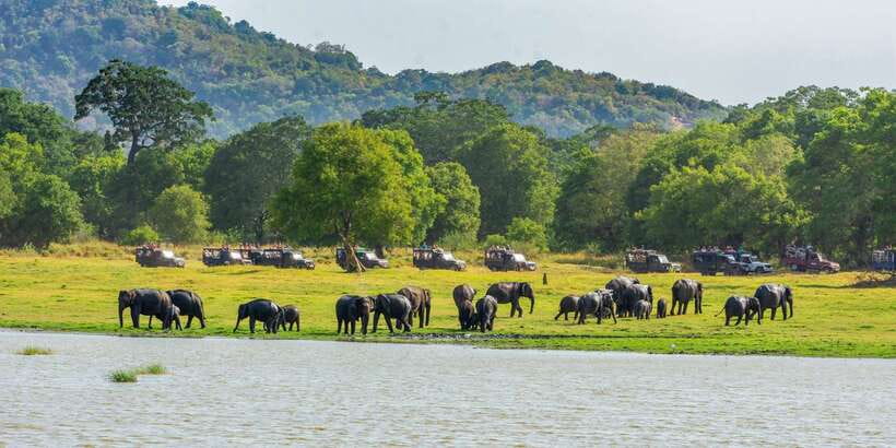 Minneriya: Minneriya National Park Private Safari - Season reality: when your elephants might be at Kaudulla or Hurulu instead