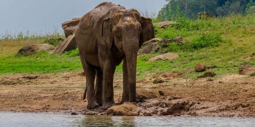 Minneriya: Minneriya National Park Private Safari - Price and logistics: where the $26 really fits