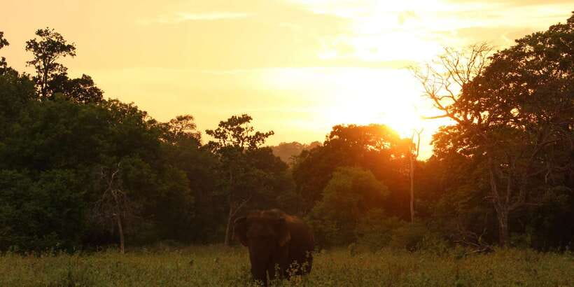 Minneriya: Minneriya National Park Private Safari - What to bring (so the safari doesn’t feel like a heat test)
