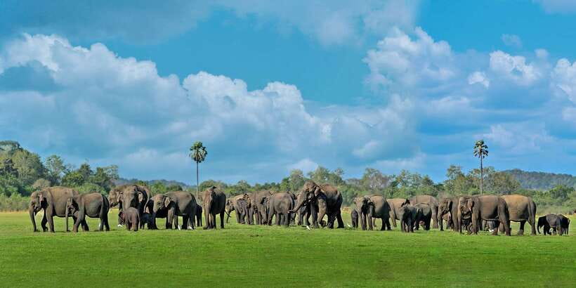 Minneriya: Minneriya National Park Private Safari - The private jeep setup (and why it changes your whole safari)