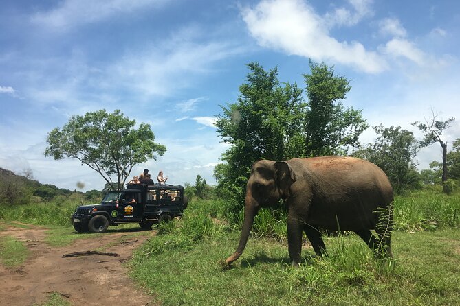 Minneriya National Park halfday Safari - What’s included (and what you should bring money for)