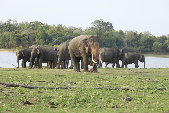 Minneriya National Park halfday Safari - Crowds at the lake: how to avoid the convoy feel