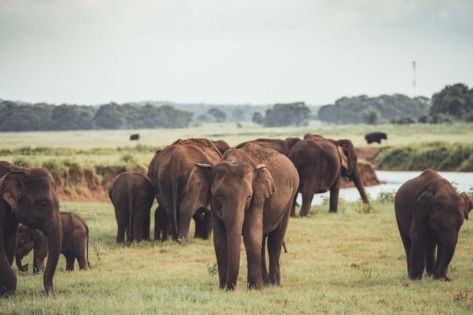 Minneriya National Park | Private Safari - Key things to know before you go