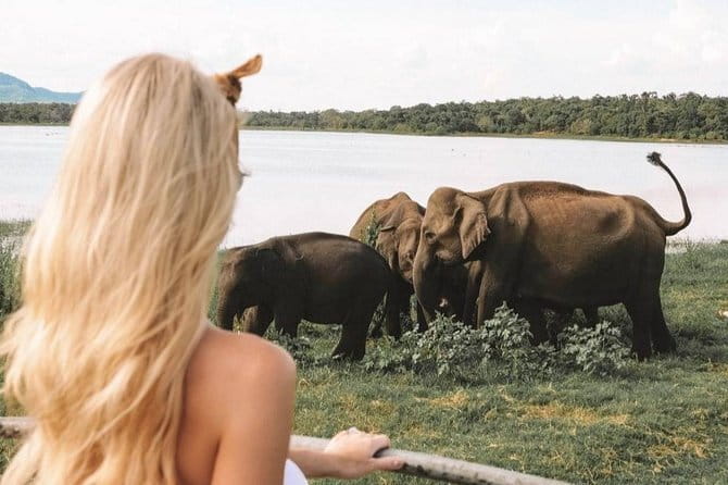 Minneriya National Park | Private Safari - Minneriya Tank elephant season: why the herd concentrates here