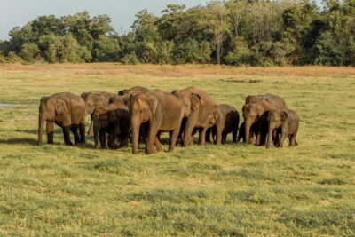 Minneriya National Park | Private Safari - Your 2:30 pm evening safari: what 3 hours feels like in practice