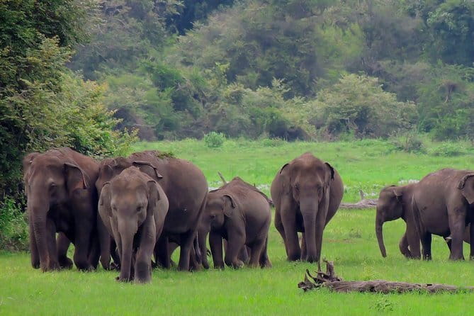 Minneriya National Park | Private Safari - Beyond elephants: crocodiles, deer, and a rare loris moment (if you’re lucky)