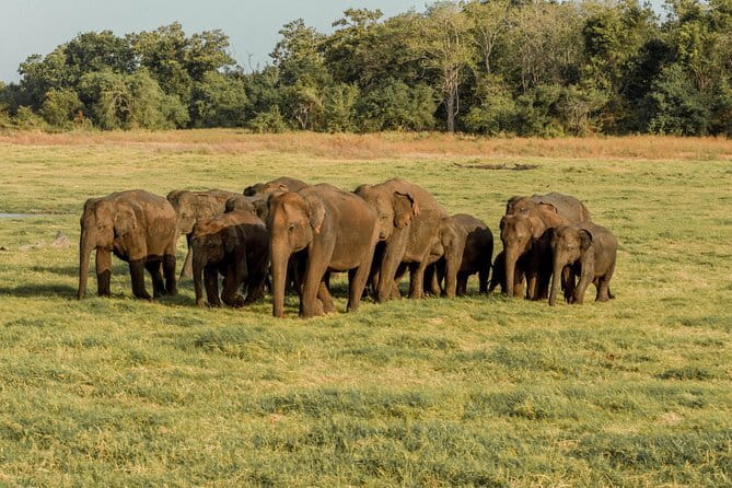 Minneriya National Park | Private Safari - Your 2:30 pm evening safari: what 3 hours feels like in practice