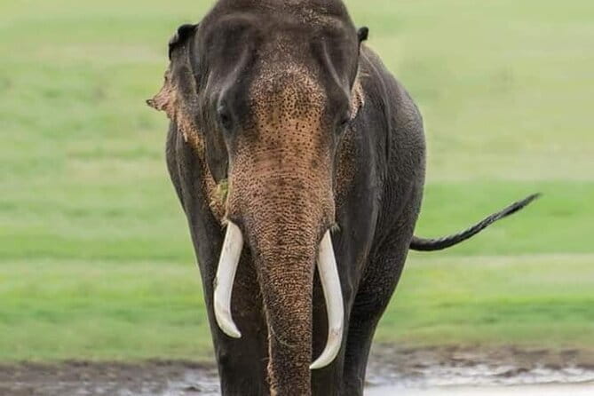 Minneriya National Park Safari [private , full package] - Minneriya National Park safari basics: a half-day jeep plan from Dambulla