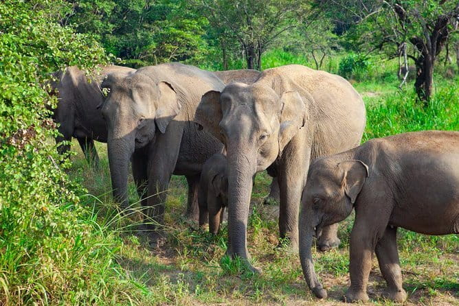 Minneriya National Park Safari [private , full package] - What you actually get in the full package (and what you should plan for)