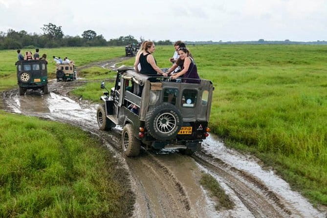Minneriya National Park Safari [private , full package] - Who should book this Minneriya private safari