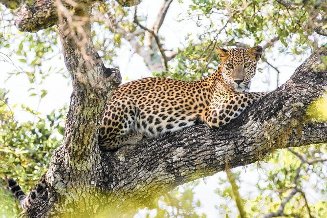 Minneriya National Park Safari [private , full package] - Should you book this private Minneriya Wild Jeep Safari?