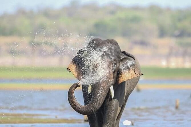 Minneriya National Park Safari [private , full package] - Entering The Gathering at Minneriya tank: why this timing creates elephant odds