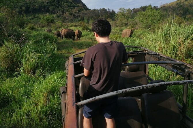 Minneriya National Park Safari - Private Jeep with Hotel Pickup - Minneriya National Park: Elephant Watching That Feels Up Close
