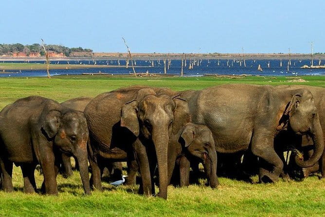 Minneriya National Park Safari - Private Jeep with Hotel Pickup - What You’ll See Besides Elephants