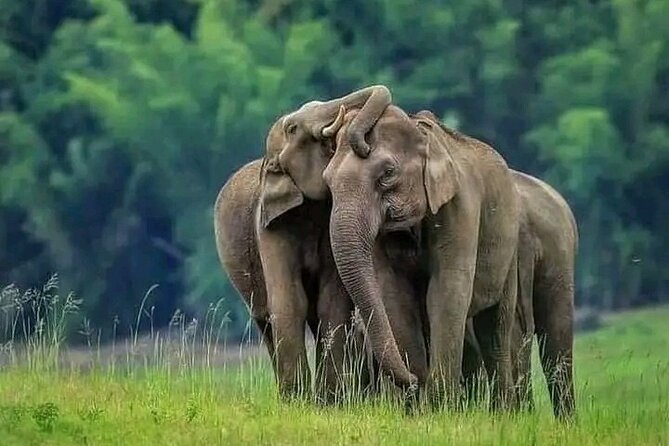 Minneriya National Park Wildlife & Elephant Safari from Sigiriya - Key things to know before you go