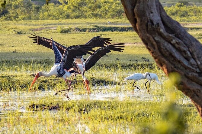 Minneriya National Park Wildlife & Elephant Safari from Sigiriya - Kaudulla National Park: elephants plus the park’s other personalities